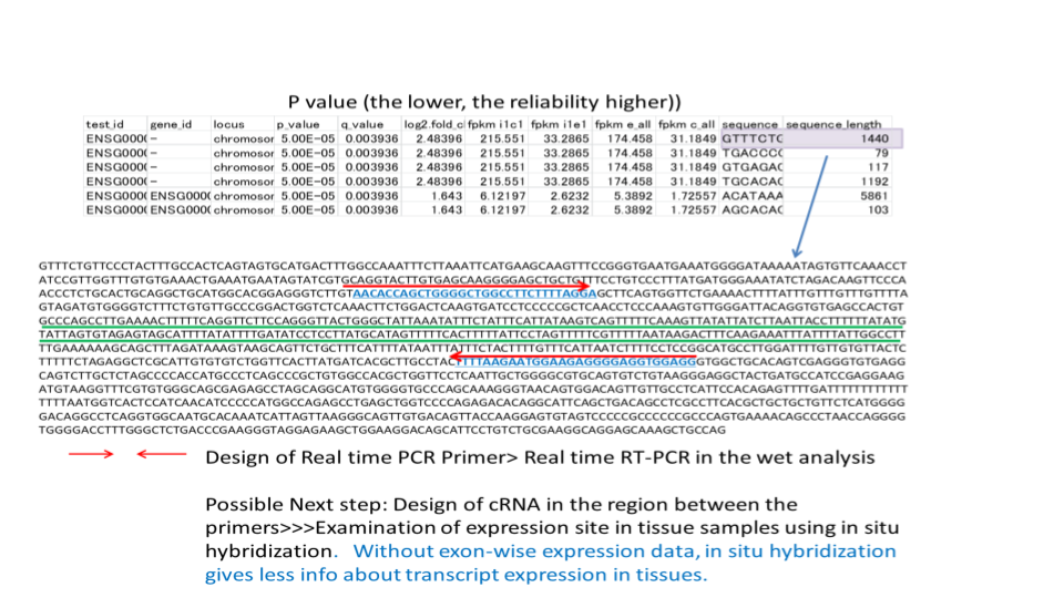 cRNA probe fig.2